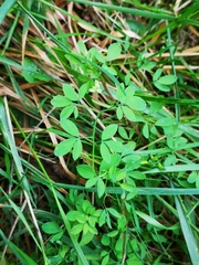 Ceratocapnos claviculata