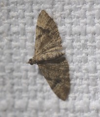 Chloroclystis embolocosma