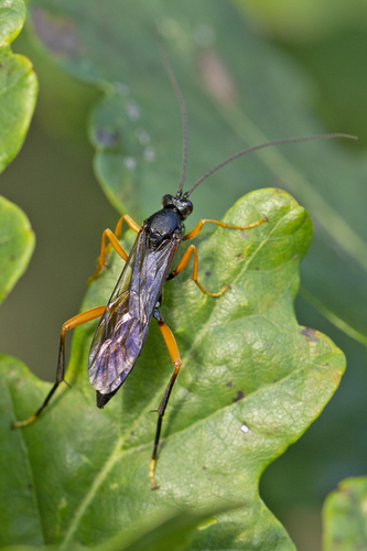 Hoplismenus terrificus