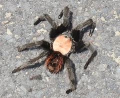 Brachypelma albiceps