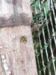 Ranitomeya variabilis