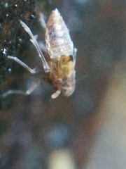 Megamelodes quadrimaculatus