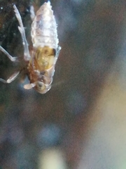 Megamelodes quadrimaculatus