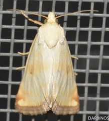 Aegle semicana