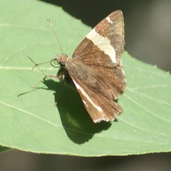 Thorybes pseudocellus