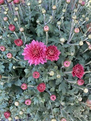 Chrysanthemum