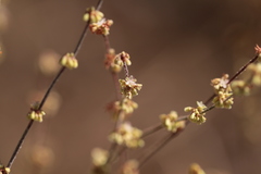 Eriogonum gracile gracile
