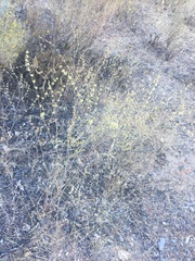 Eriogonum gracile gracile