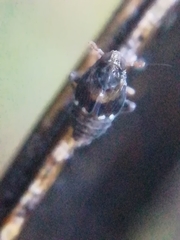 Megamelodes quadrimaculatus