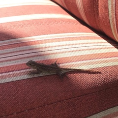Sceloporus occidentalis
