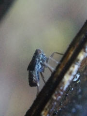 Megamelodes quadrimaculatus