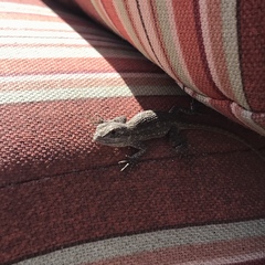 Sceloporus occidentalis