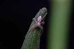 Philodromus