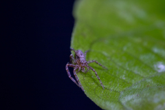 Philodromus