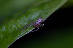 Philodromus