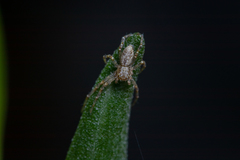 Philodromus