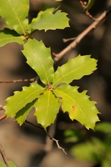 Quercus invaginata