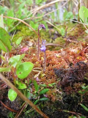 Pinguicula villosa