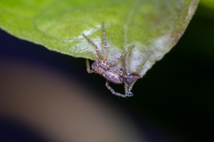 Philodromus