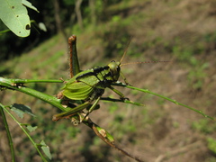 Cibotopteryx