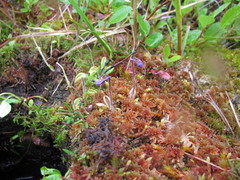 Pinguicula villosa