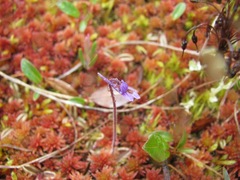 Pinguicula villosa