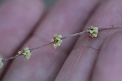 Eriogonum gracile gracile