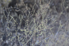 Eriogonum gracile gracile