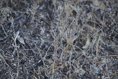 Eriogonum gracile gracile