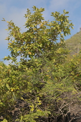 Quercus invaginata