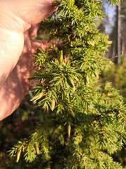 Oligotrophus juniperinus