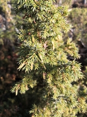 Oligotrophus juniperinus