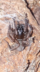 Coelotinae