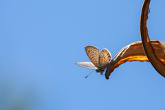 Leptotes trigemmatus