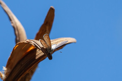 Leptotes trigemmatus