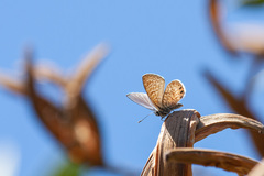 Leptotes trigemmatus