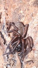 Coelotinae