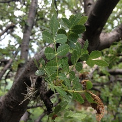 Bursera glabrifolia