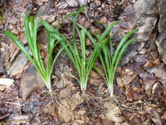 Chlorophytum laxum
