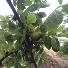 Bursera glabrifolia
