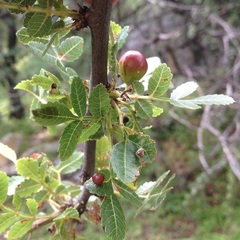 Bursera glabrifolia