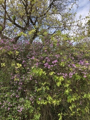 Lantana megapotamica