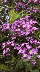 Lantana megapotamica