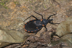 Triatoma longipennis