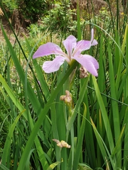 Irideae
