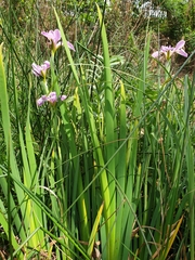 Irideae
