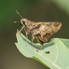 Thespieus macareus