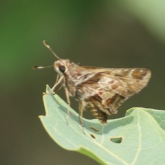 Thespieus macareus
