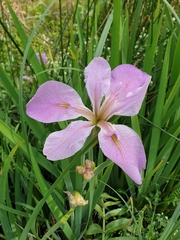 Irideae