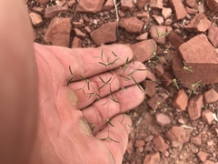 Euphorbia gracillima